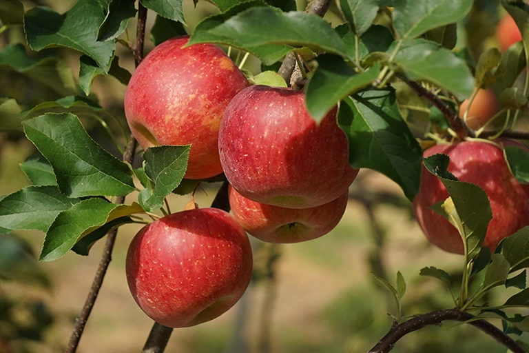 奥久慈りんご