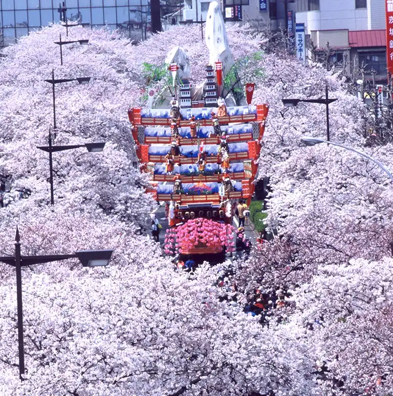 平和通りの桜と風流物